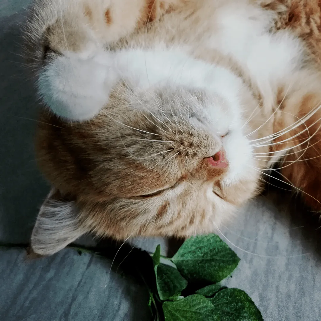 Catnip Seeds | West Coast Seeds